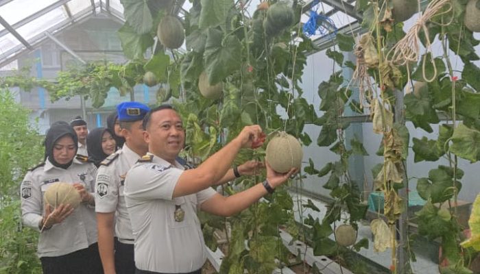 Panen Raya Melon, Lapas Muara Enim Perkuat Program Ketahanan Pangan dan Pembinaan Warga Binaan