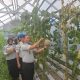 Panen Raya Melon, Lapas Muara Enim Perkuat Program Ketahanan Pangan dan Pembinaan Warga Binaan