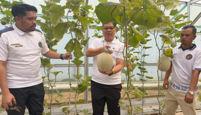 Lapas Muara Enim Gelar Panen Raya Melon, Dorong Produktivitas Program Pembinaan Kemandirian
